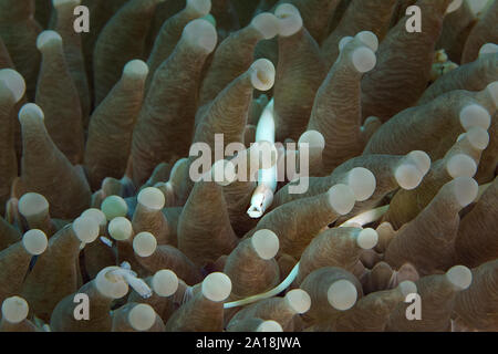 Fungo del corallo (Pipefish Siokunichthys nigrolineatus). La foto è stata scattata nella città di Ambon, Indonesia Foto Stock