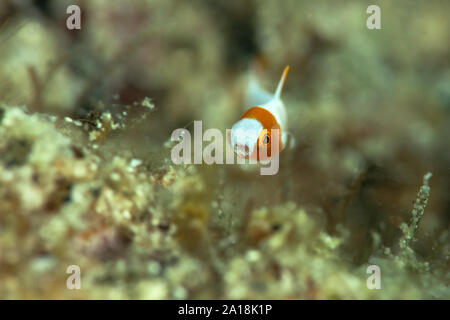 I capretti avvistati pesci pappagallo (Cetoscarus ocellatus). La foto è stata scattata nella città di Ambon, Indonesia Foto Stock