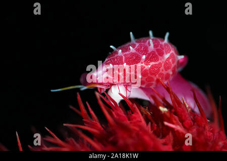 Cowry alleati (Globovula cavanaghi). La foto è stata scattata nella città di Ambon, Indonesia Foto Stock