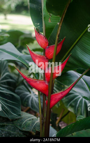 Heliconia in fiore Foto Stock