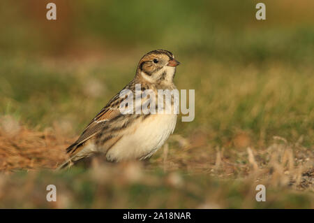 Una meravigliosa Lapponia Bunting, Calcarius lapponicus, si nutrono di semi a bordo di una scogliera. Si tratta di un migrante di passaggio per il Regno Unito. Foto Stock