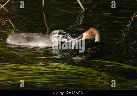 Un magnifico Svasso maggiore, Podiceps cristatus sta alimentando un pesce ad esso Baby nuoto su un veloce che scorre il fiume. Foto Stock