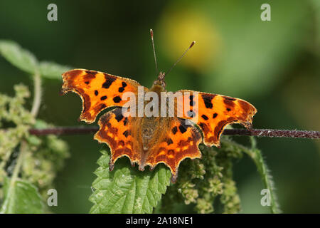 Una bella virgola Butterfly, Polygonia c-album, appollaiato su un ortica pianta. Foto Stock