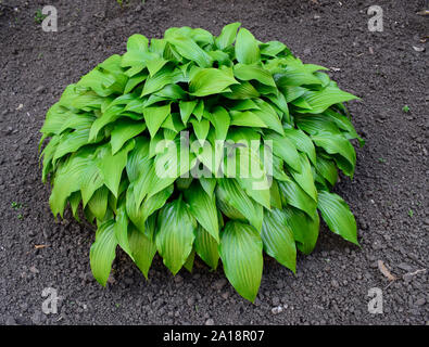 Green Hosta nel giardino estivo. Piante ornamentali Khosta (Funkiya) verde hosta (Hosta plantaginea) Foto Stock