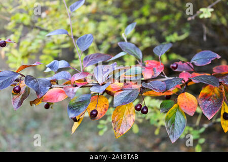 Autunno - sfondo scuro e foglie rosse e cotoneaster bacche nella foresta. Estate Indiana. Foto Stock
