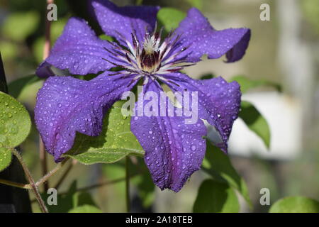 Clematis fiore dopo la pioggia con goccioline di acqua sulla petali di fiori. Viola la clematide ramo con boccioli aperti. La clematide Jackmanii e gocce di rugiada Foto Stock