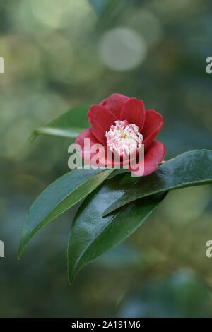 Camellia japonica 'Anemoniflora' Foto Stock