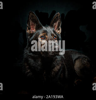 Pastore Tedesco cane, studio illuminato Foto Stock