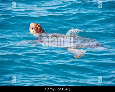 Tartaruga Caretta, Caretta caretta, Grecia, Mediterranea Foto Stock