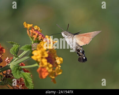 Hummingbird Hawkmoth Macroglossum stellatarum nel giardino NORFOLK REGNO UNITO Foto Stock