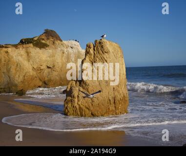 Malibu Beach, Matador beach seagull battenti da cliff formazioni rocciose, onde che si infrangono sulla spiaggia Foto Stock