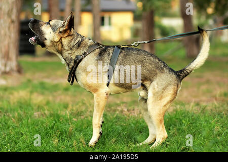 Felice giovane pastore tedesco cane che abbaia e sputare sull'erba nella foresta. Arrabbiato, al guinzaglio Foto Stock