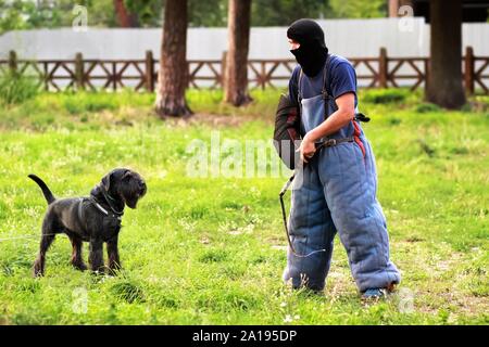 Dog trainer in un morso tuta in azione. Corso di formazione sul parco giochi per il gigante schnauzer cane Foto Stock