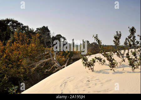 Dune nel Słowiński National Park, Polonia Foto Stock