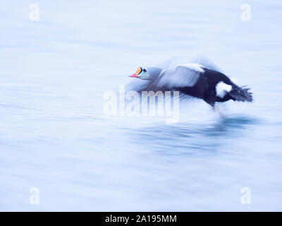 Re Eider, Somateria spectabilis maschio, Varanger fiordo, Arctic Norvegia, inverno Foto Stock