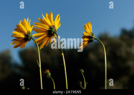 Bello e luminoso giallo dei girasoli nei campi natura scena con colori e contrasto eccellenti. Foto Stock