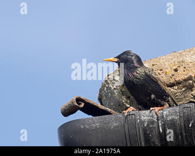 Starling Sturnus vulgarus lasciando nest sito nella grondaia della casa di North Norfolk REGNO UNITO molla Foto Stock