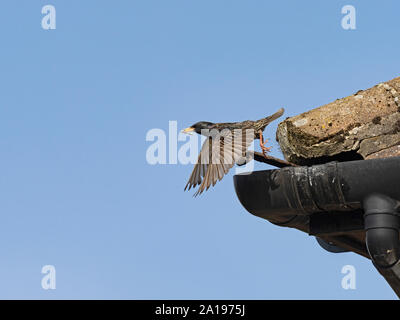 Starling Sturnus vulgarus lasciando nest sito nella grondaia della casa di North Norfolk REGNO UNITO molla Foto Stock