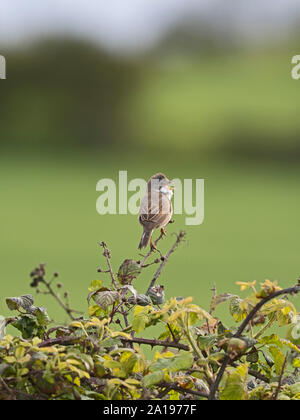 Common Whitethroat Sylvia communis nel canto in primavera North Norfolk Foto Stock