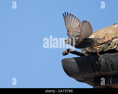 Starling Sturnus vulgarus lasciando nest sito nella grondaia della casa di North Norfolk REGNO UNITO molla Foto Stock