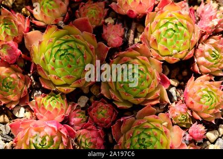 Rosette di Sempervivum Mondstein. Foto Stock