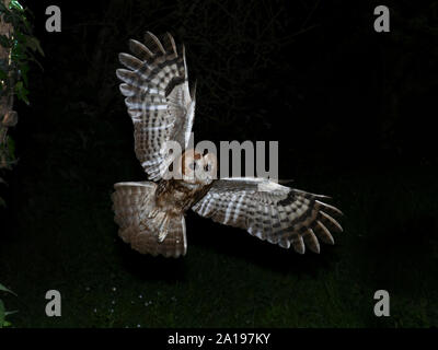 Allocco Strix aluco North Norfolk Foto Stock