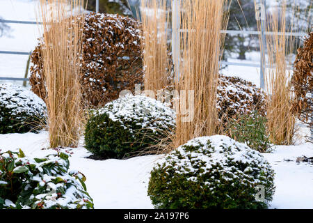 Topiaria da & tall erba reed (close-up) nella coperta di neve nel giardino d'inverno con design elegante e contemporaneo, paesaggistica e semina - Yorkshire, Inghilterra, Regno Unito. Foto Stock