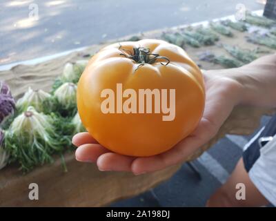 Chiudere la mano selezionando i pomodori al mercato degli agricoltori, tenendo enorme e meraviglioso pomodoro unico Foto Stock