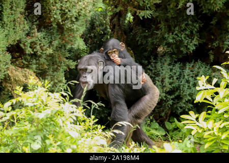 Una madre di uno scimpanzé camminando lungo con un simpatico baby equitazione sulla sua schiena succhiare il suo pollice Foto Stock