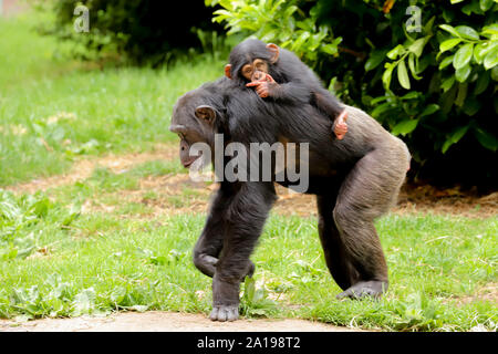 Una madre di uno scimpanzé camminando lungo con un simpatico baby equitazione sulla sua schiena succhiare il suo pollice Foto Stock