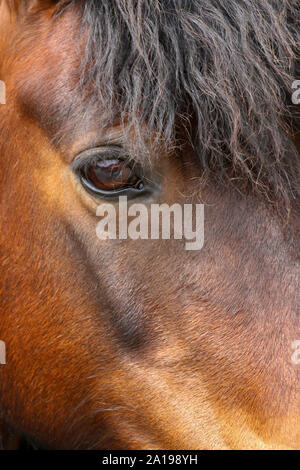 Chiudere colpo alla testa di un Welsh Cob pony. Preso in Galles, Regno Unito Foto Stock