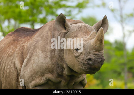 Vicino la testa e le spalle di un adulto captive rinoceronte bianco (Ceratotherium simum). Foto Stock