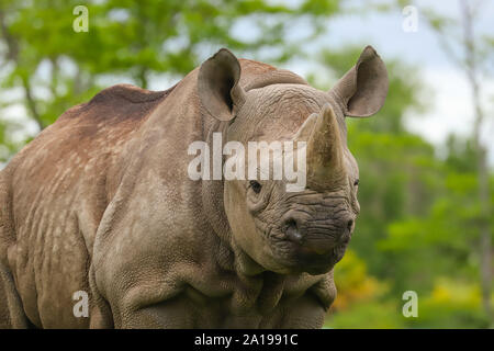 Vicino la testa e le spalle di un adulto captive rinoceronte bianco (Ceratotherium simum). Foto Stock