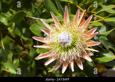 Close up dettaglio di un esotico protea in fiore che cresce in una serra tropicale nel Regno Unito Foto Stock