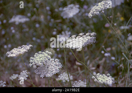 Daucus carota (nomi comuni includono wild carota, Bird's Nest, vescovo di pizzo, e Queen Anne's pizzo). Fotografato nel mese di giugno nel Carmelo di montagna, Isra Foto Stock