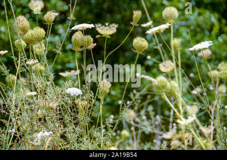 Daucus carota (nomi comuni includono wild carota, Bird's Nest, vescovo di pizzo, e Queen Anne's pizzo). Fotografato nel mese di giugno nel Carmelo di montagna, Isra Foto Stock