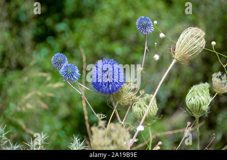 Echinops adenocaulos, comune Globe thistle. Fotografato nel Monte Carmelo, Israele in giugno Foto Stock