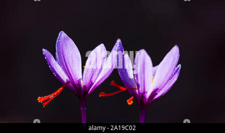 Colture di zafferano, impostare Valley, Cervia de les Garrigues Village, Les Garrigues, Lleida, Catalunya, Spagna Foto Stock