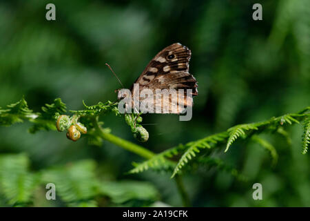 Chiazzato di legno (farfalla Pararge aegeria) ali chiuso Foto Stock