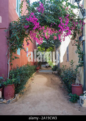 Gorea, Senegal- Febbraio 2, 2019: rosso, sentiero sabbioso tra le case con abbondanza di fiori colorati sull'isola di Goree. Gorée. Dakar, Senegal. Afric Foto Stock