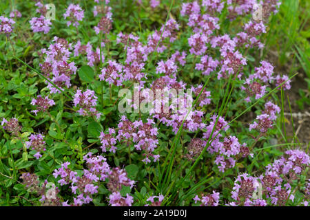 Breckland selvatico timo (Thymus serpyllum) fiore è un ben noto erba medicinale preparato come tè Foto Stock