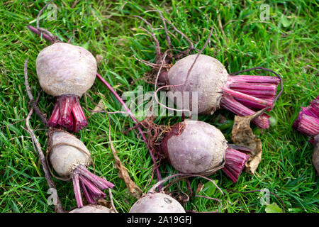 Raccolta delle barbabietole rosse sull'erba. Fresco barbabietole organici da giardino Foto Stock