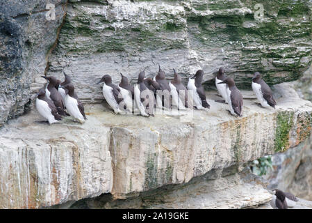 Guillemots a Marwick Testa, Orkney Isles Foto Stock