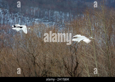 Red coronata gru in volo, Hokkaido, Giappone Foto Stock