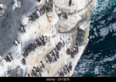 Guillemots a Marwick Testa, Orkney Isles Foto Stock