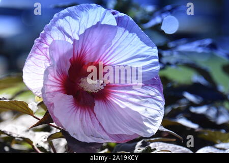 Ensoleillement Hibiscus piuttosto in rosa Foto Stock