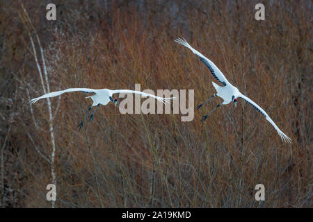 Red coronata gru in volo, Hokkaido, Giappone Foto Stock