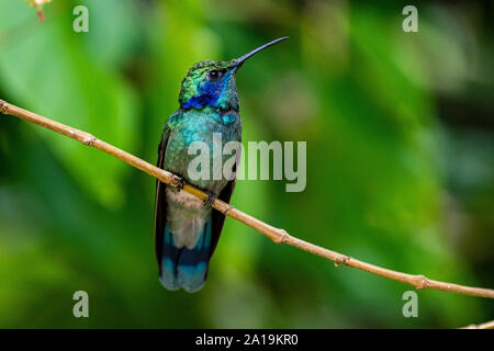 La minore violetear (Colibri cyanotus), noto anche come la montagna viola-orecchio, è di medie dimensioni, verde metallizzato hummingbird specie comunemente trovato ho Foto Stock