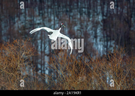 Red coronata gru in volo, Hokkaido, Giappone Foto Stock