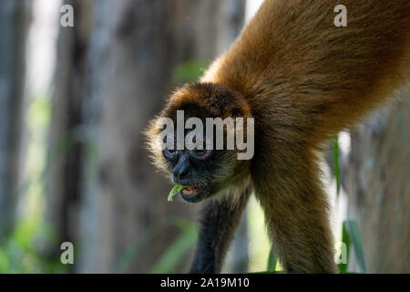 Close up ritratto di un Geoffroy's spider monkey (Ateles geoffroyi), noto anche come il nero-consegnato spider monkey, è una specie di scimmia ragno, un tip. Foto Stock